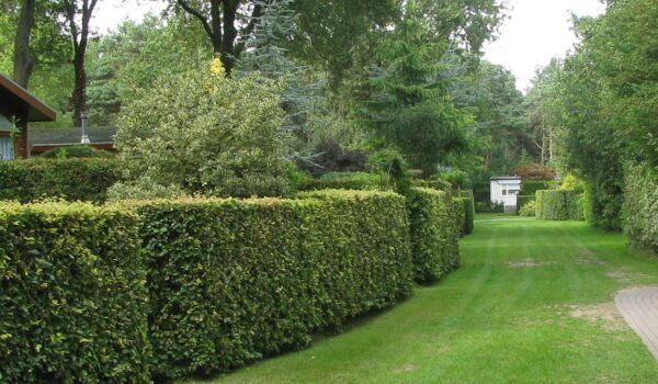 Boshuisje ravenest Putten