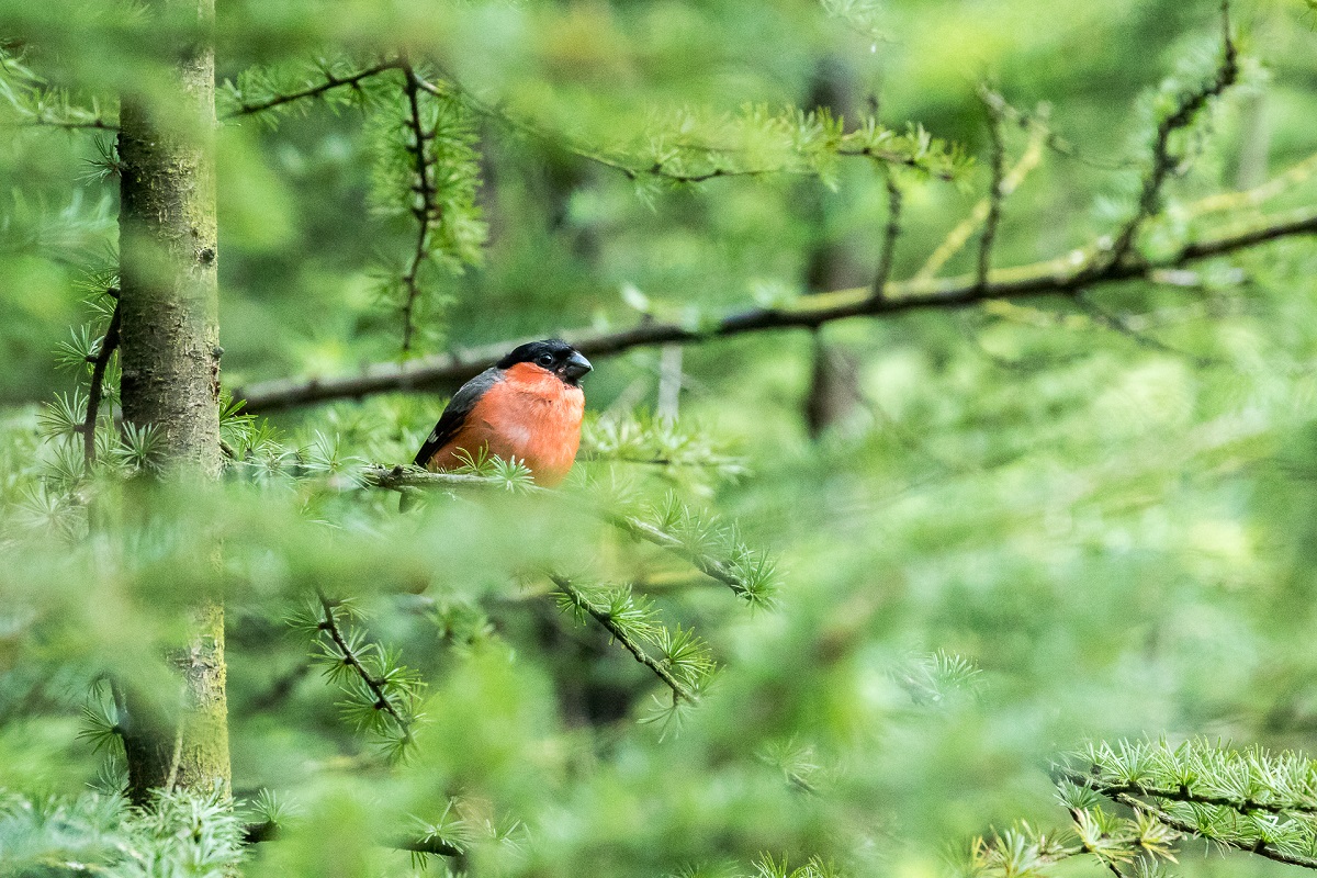 Goudvink mannetje in lariks op de Veluwe bij Putten