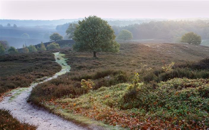 kronkelend pad door mistige heide op de Veluwe bij Putten